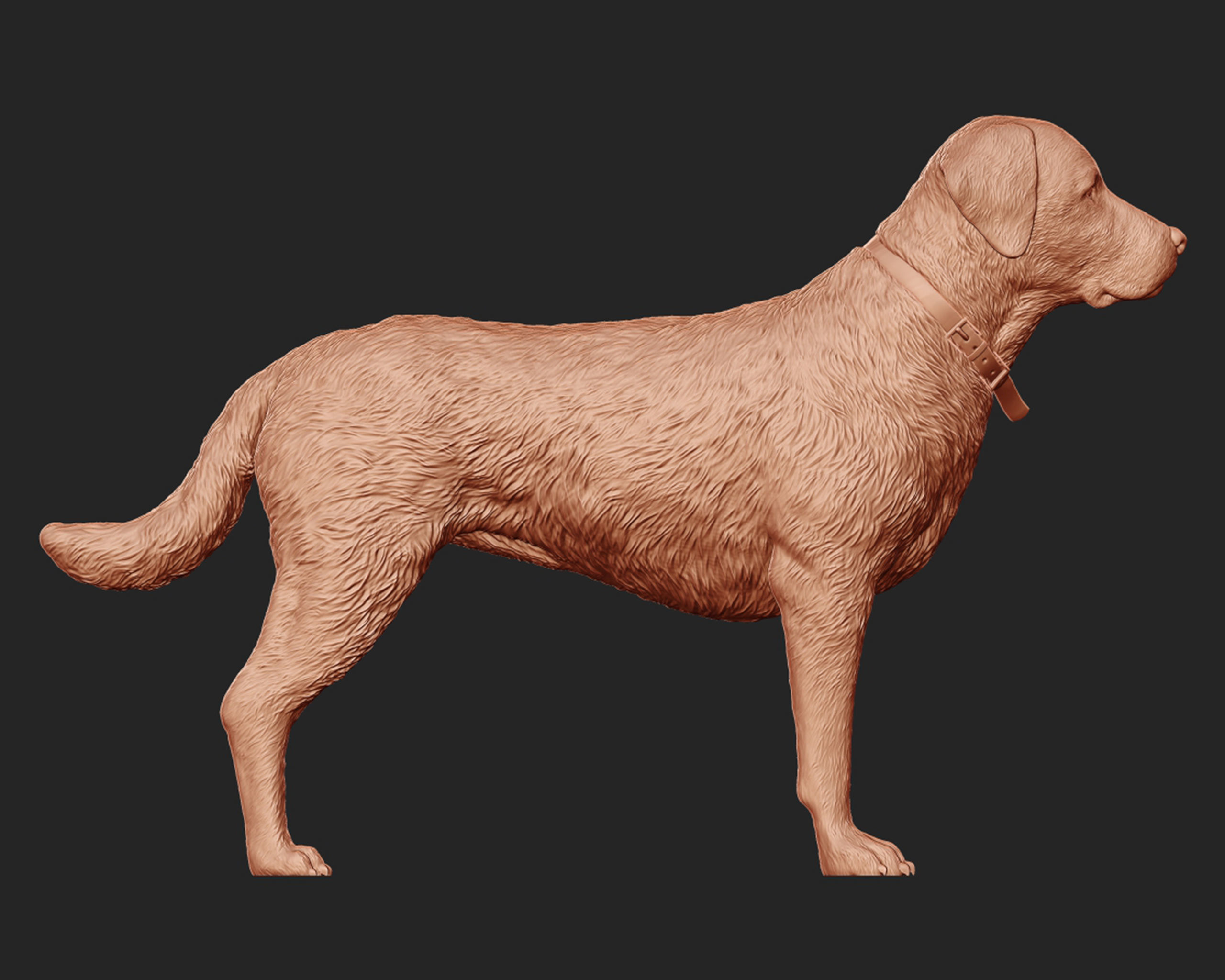 Labrador Retriever model 3D print model_9