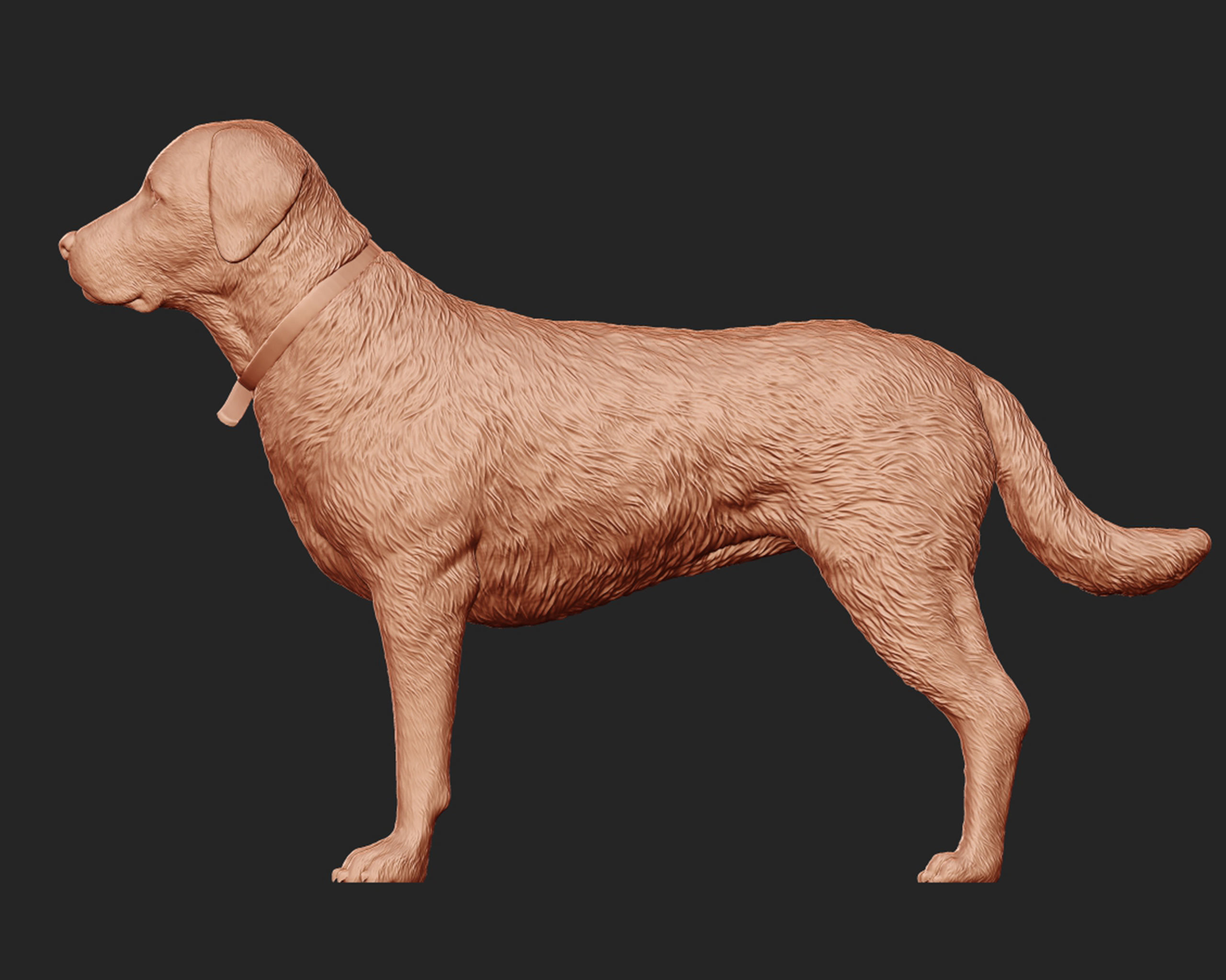 Labrador Retriever model 3D print model_8