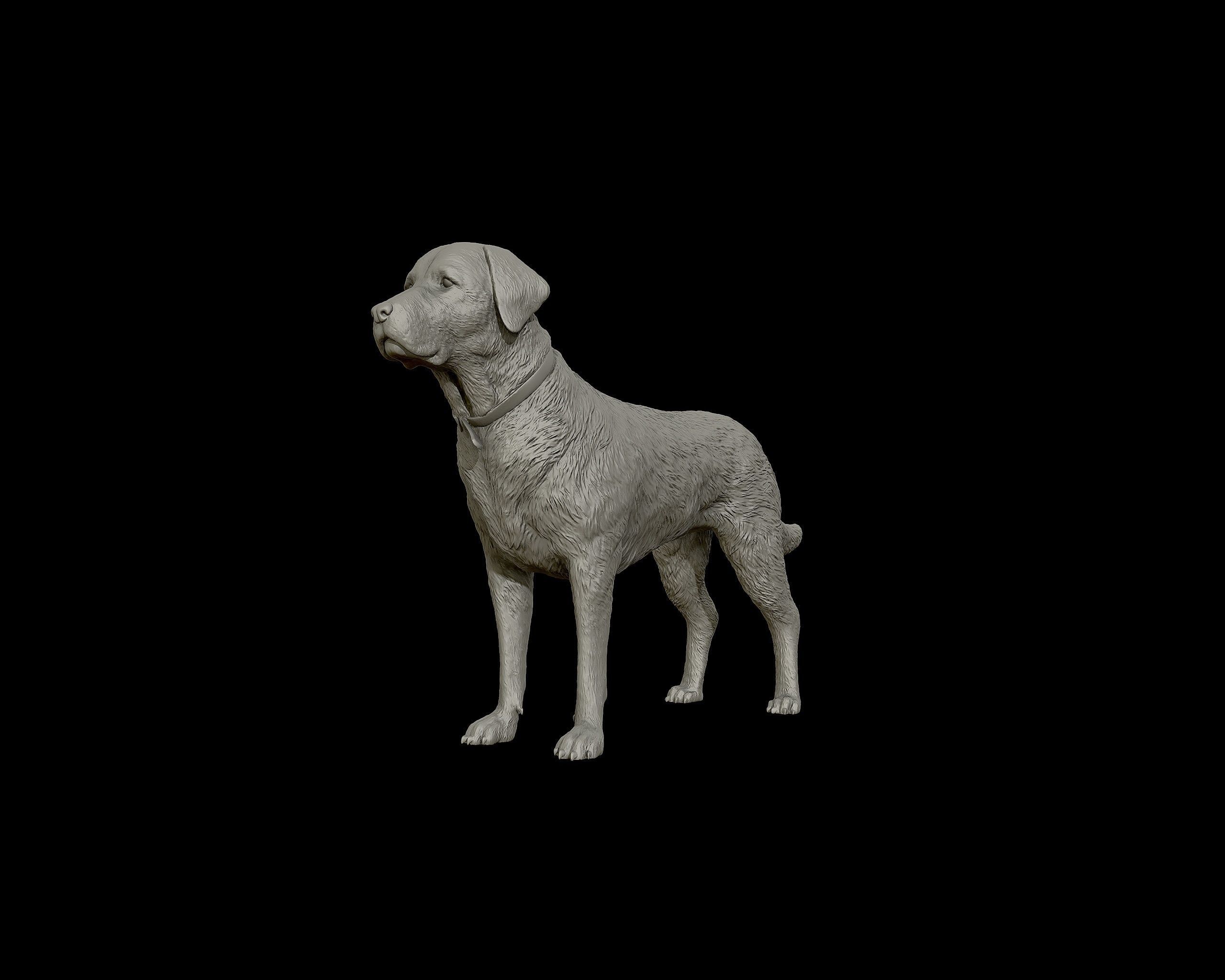 Labrador Retriever model 3D print model_14