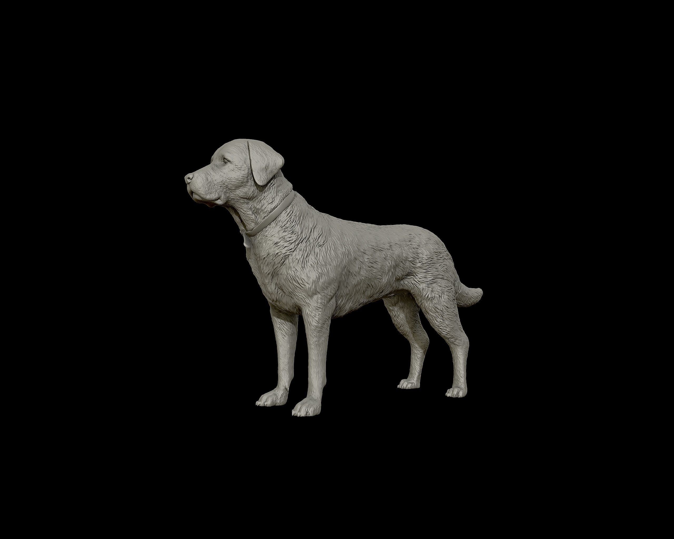 Labrador Retriever model 3D print model_15