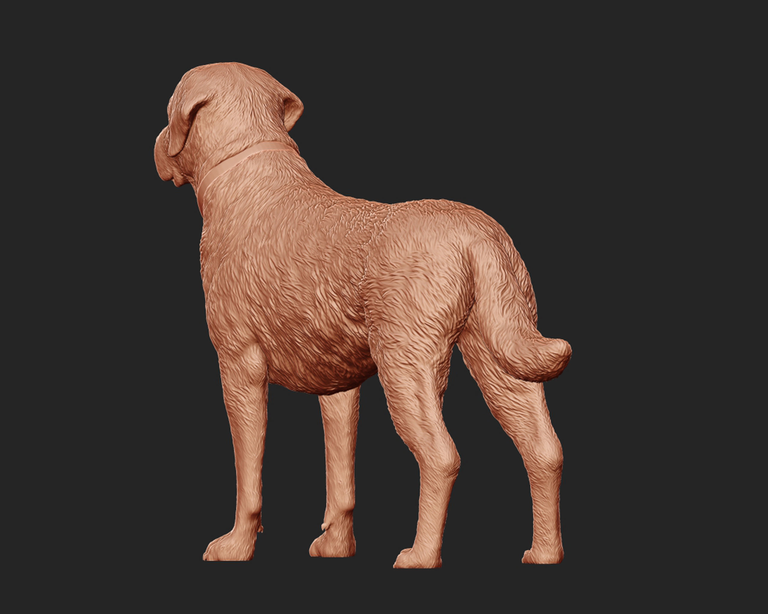 Labrador Retriever model 3D print model_30