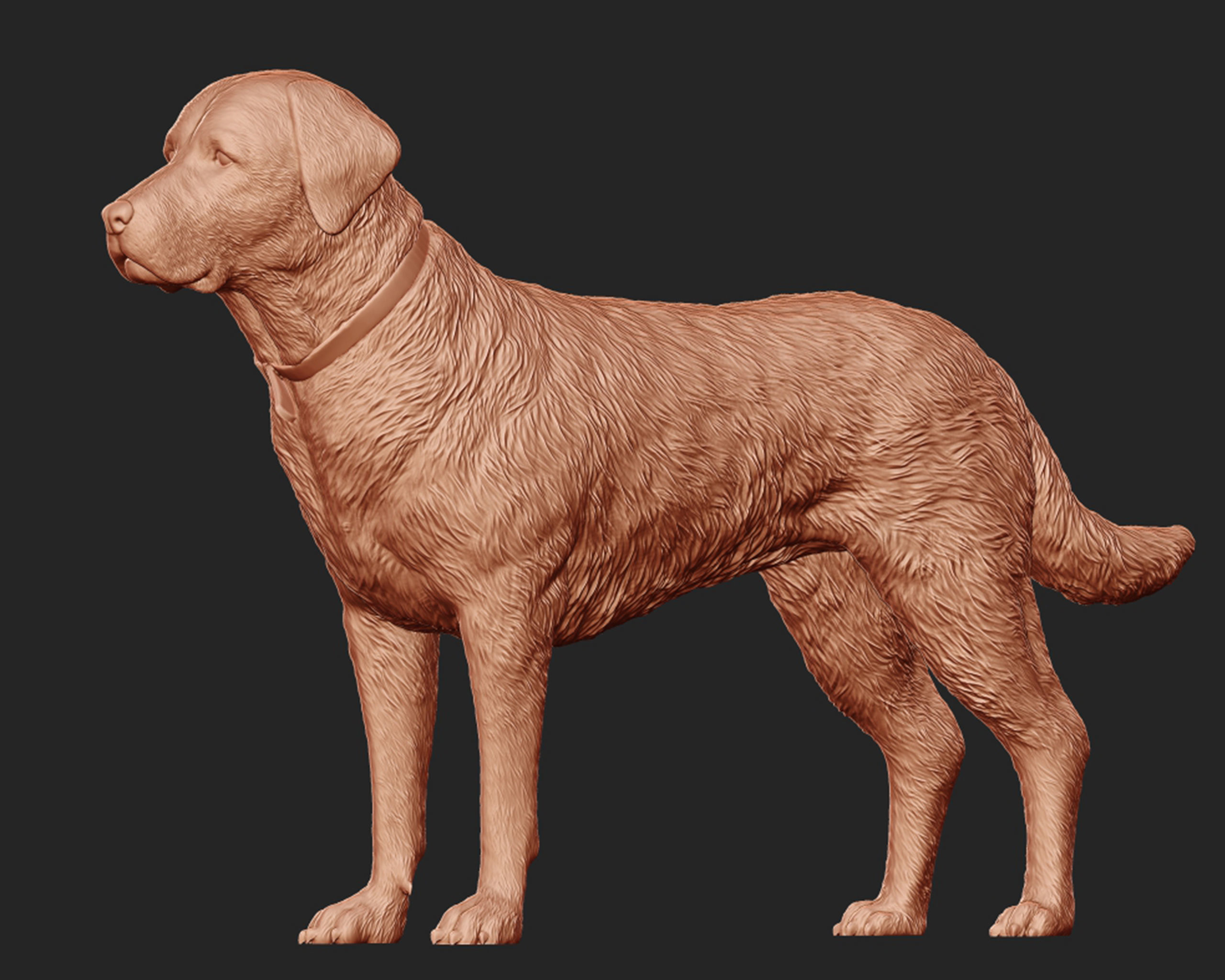 Labrador Retriever model 3D print model_5