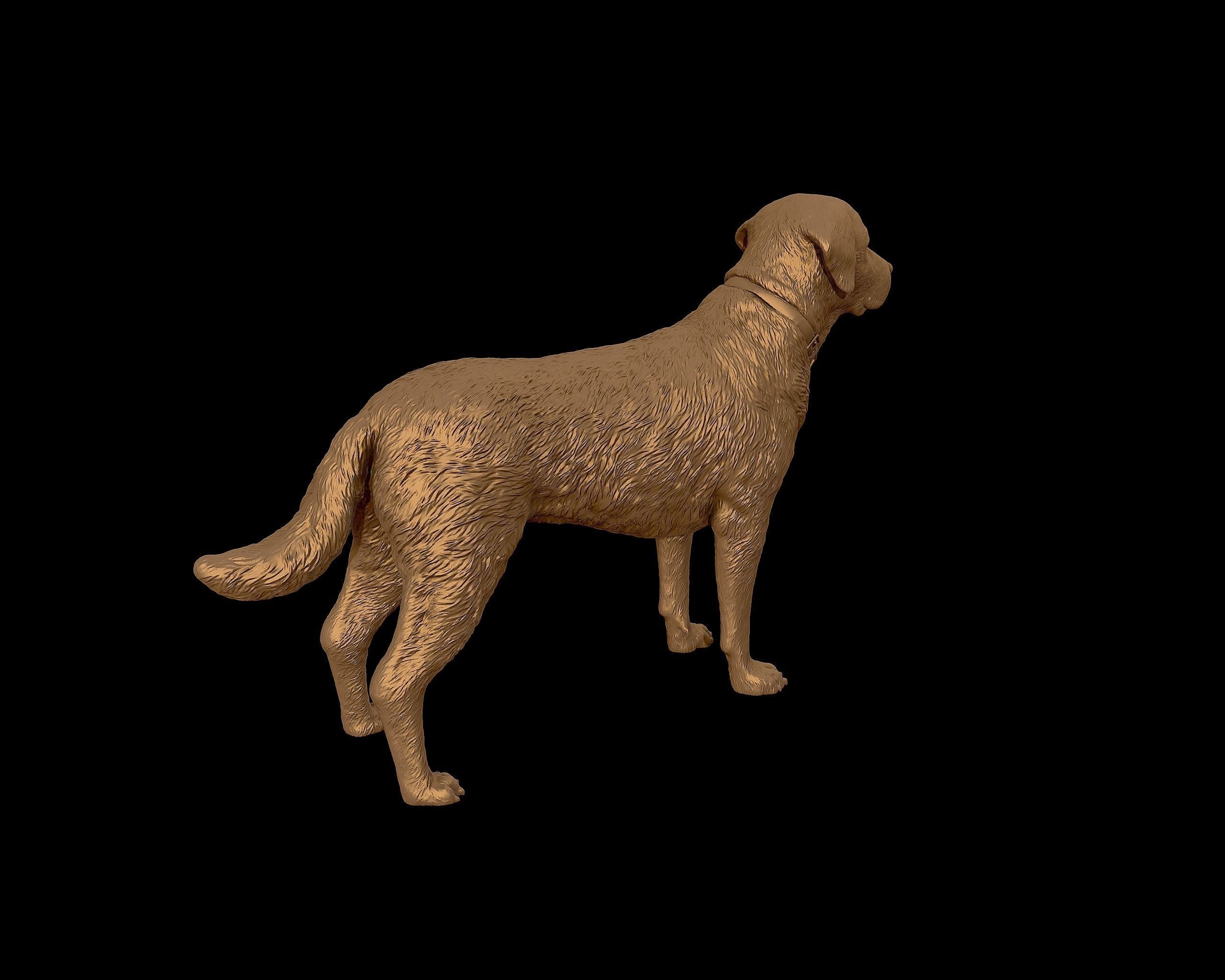 Labrador Retriever model 3D print model_29