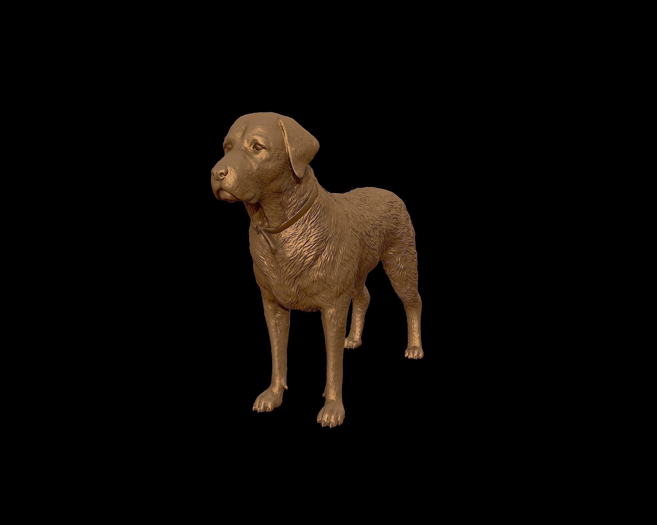 Labrador Retriever model 3D print model_26