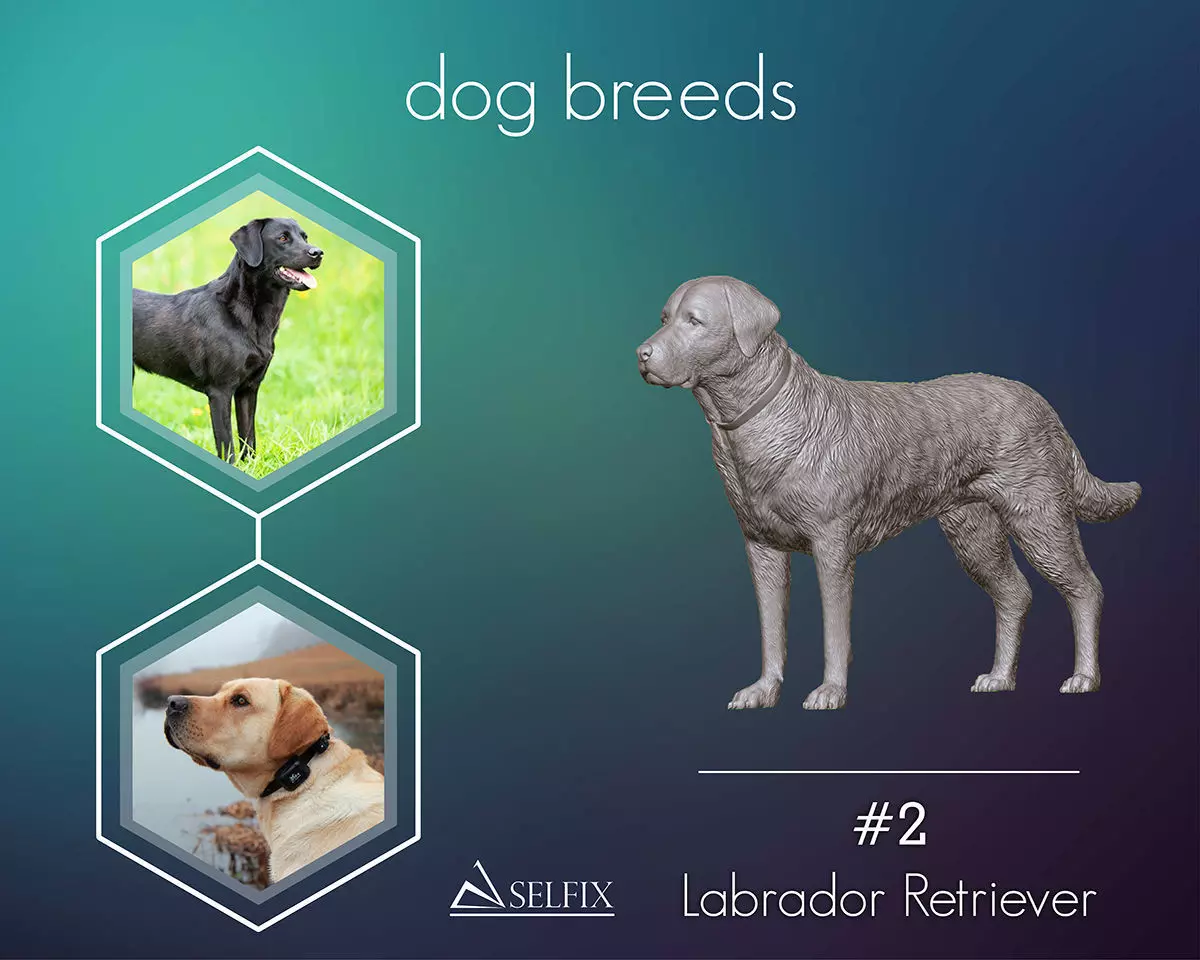Labrador Retriever model 3D print model_0