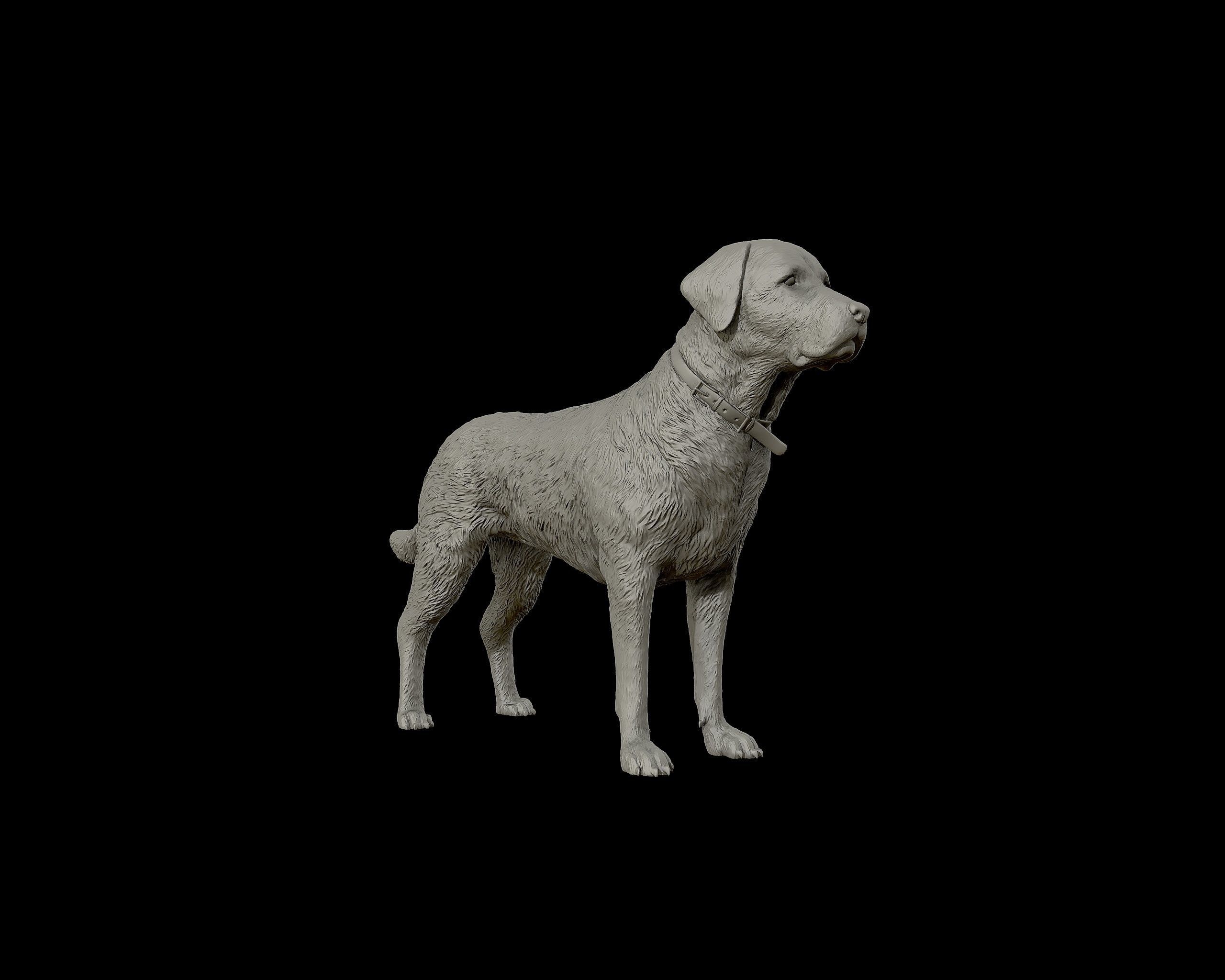 Labrador Retriever model 3D print model_21