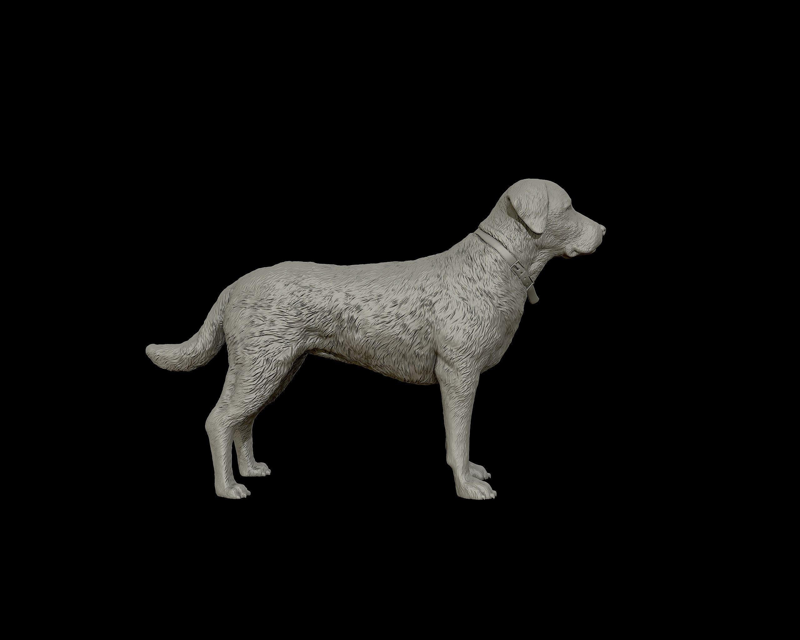 Labrador Retriever model 3D print model_20