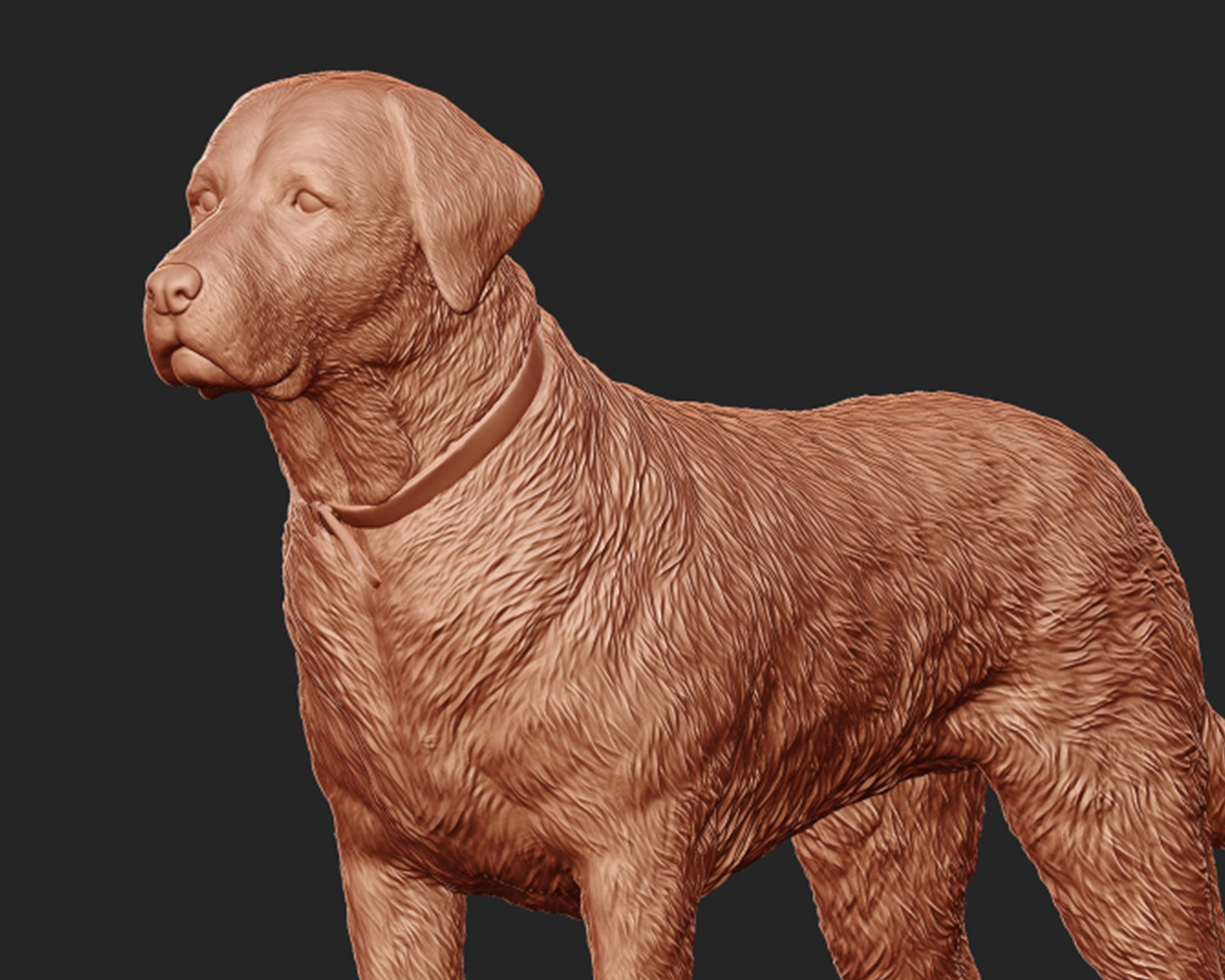 Labrador Retriever model 3D print model_3