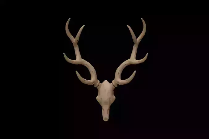 Antler deer skull 3D model