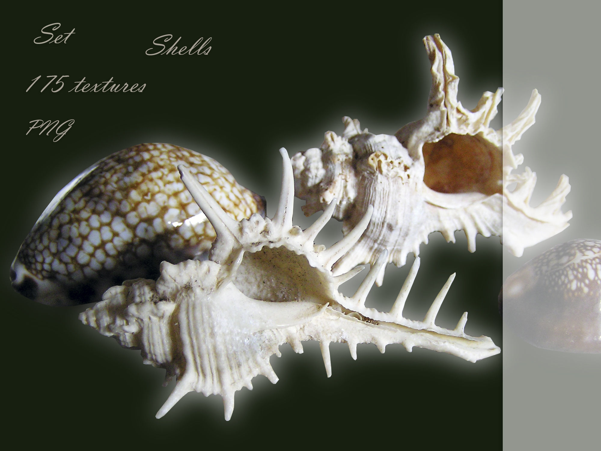 A set of Shells textures PNG free VR / AR / low-poly Texture | CGTrader