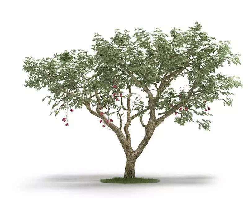 Green Leaf Tree 3D model_0