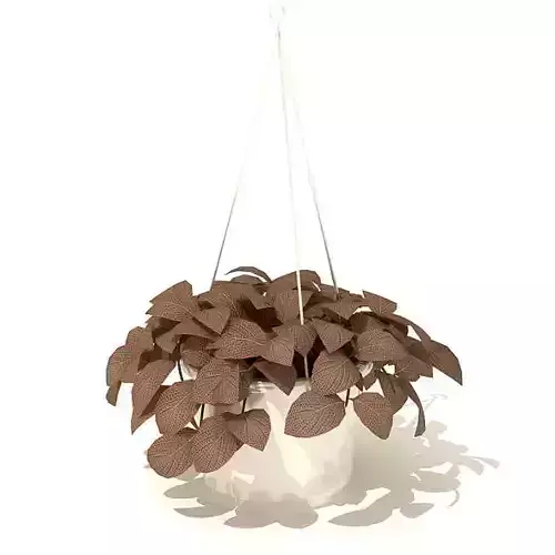 Hanging Leaf Plant