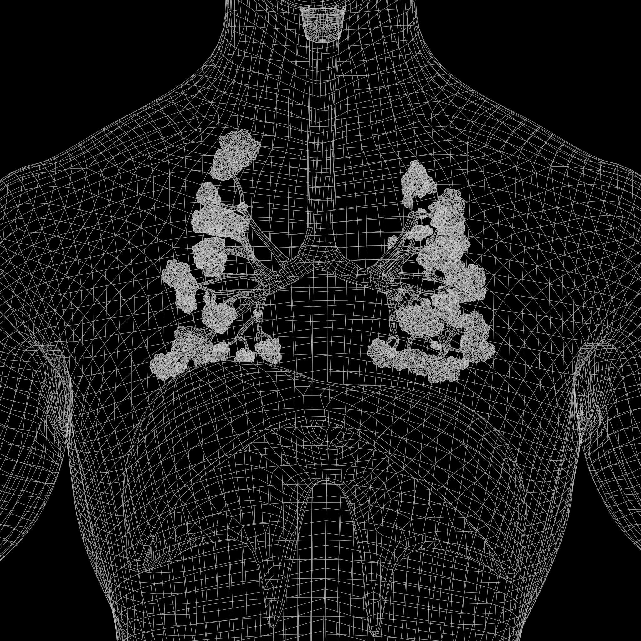 Human Respiratory System Lungs 3D model_14