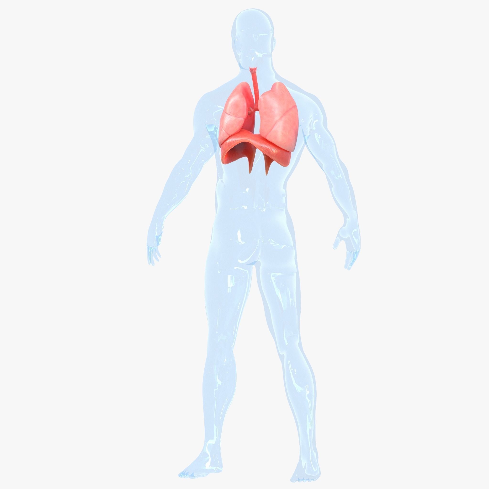 Human Respiratory System Lungs 3D model_6