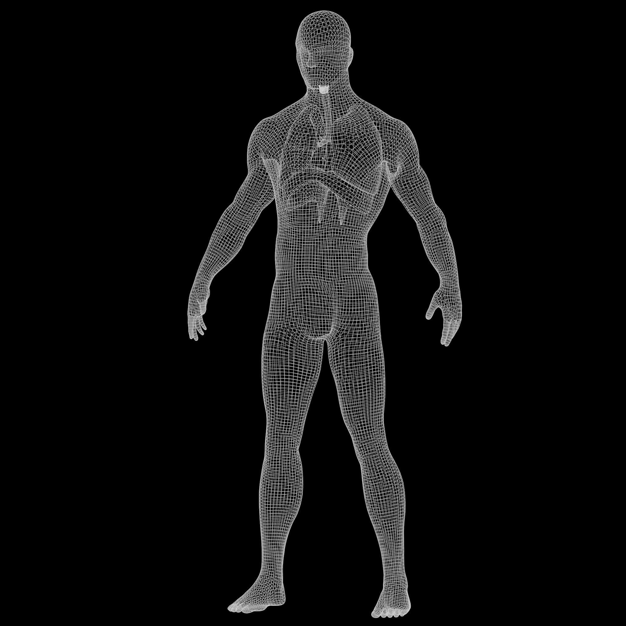 Human Respiratory System Lungs 3D model_11