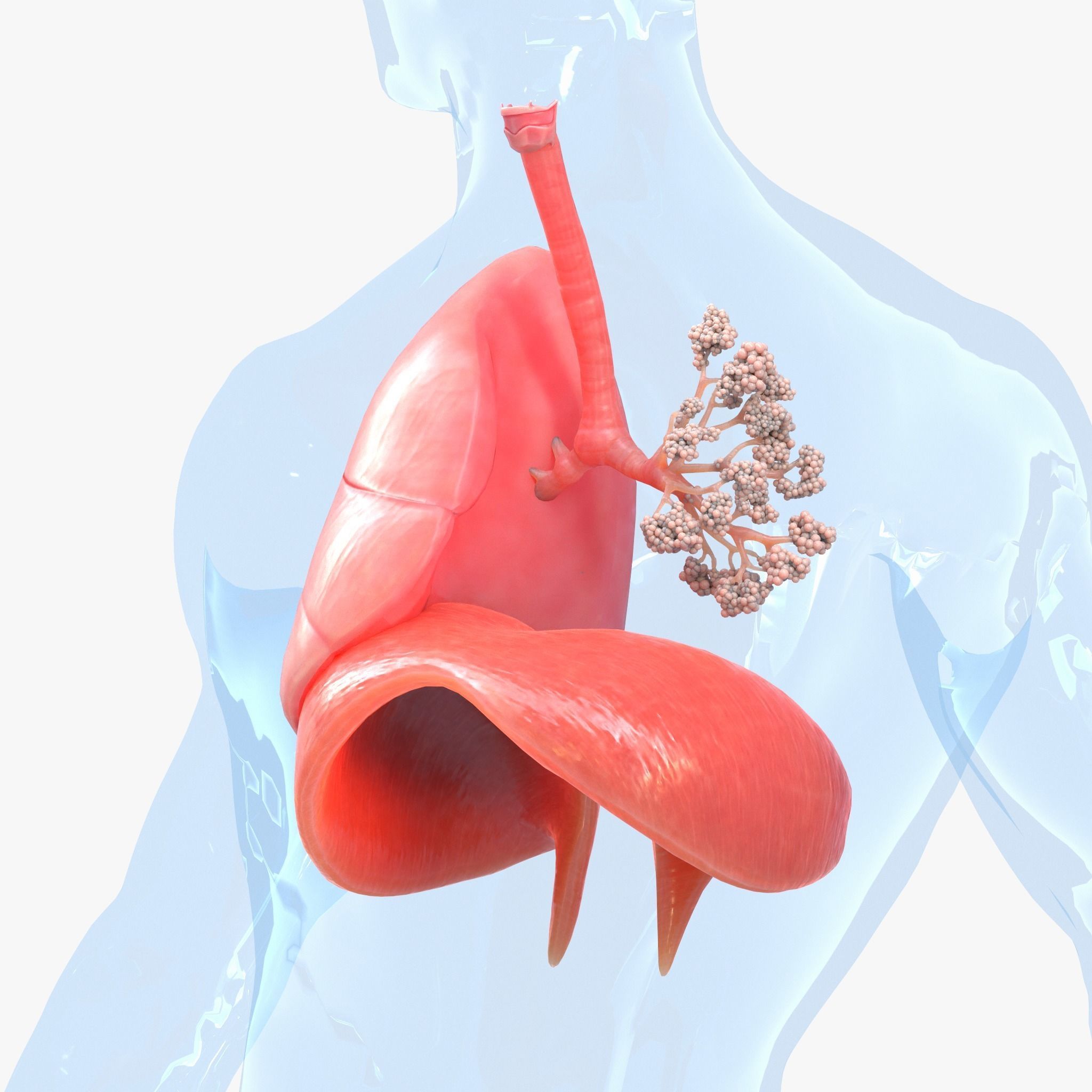 Human Respiratory System Lungs 3D model_4