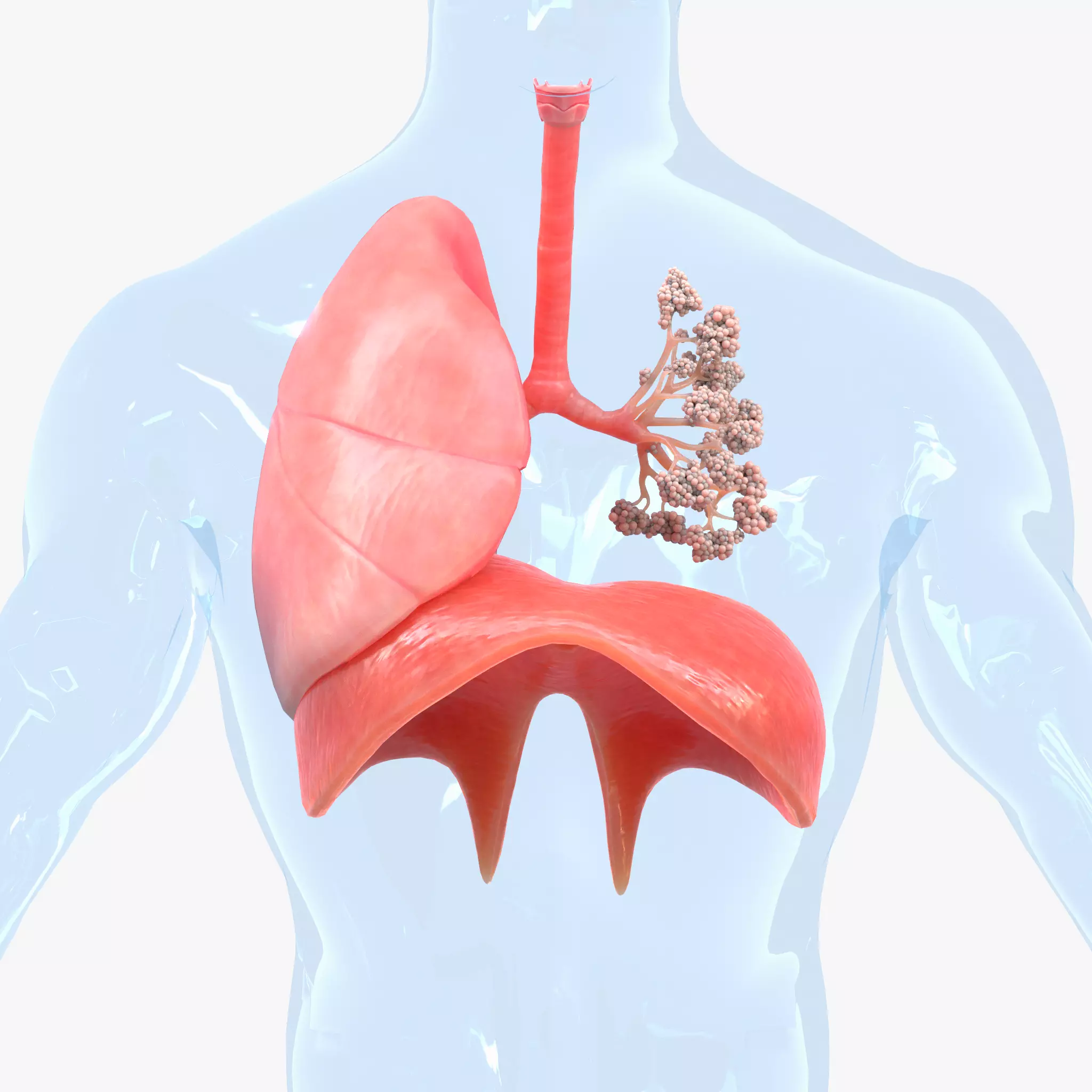 Human Respiratory System Lungs 3D model_0