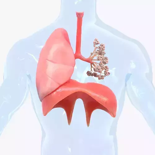 Human Respiratory System Lungs 3D model