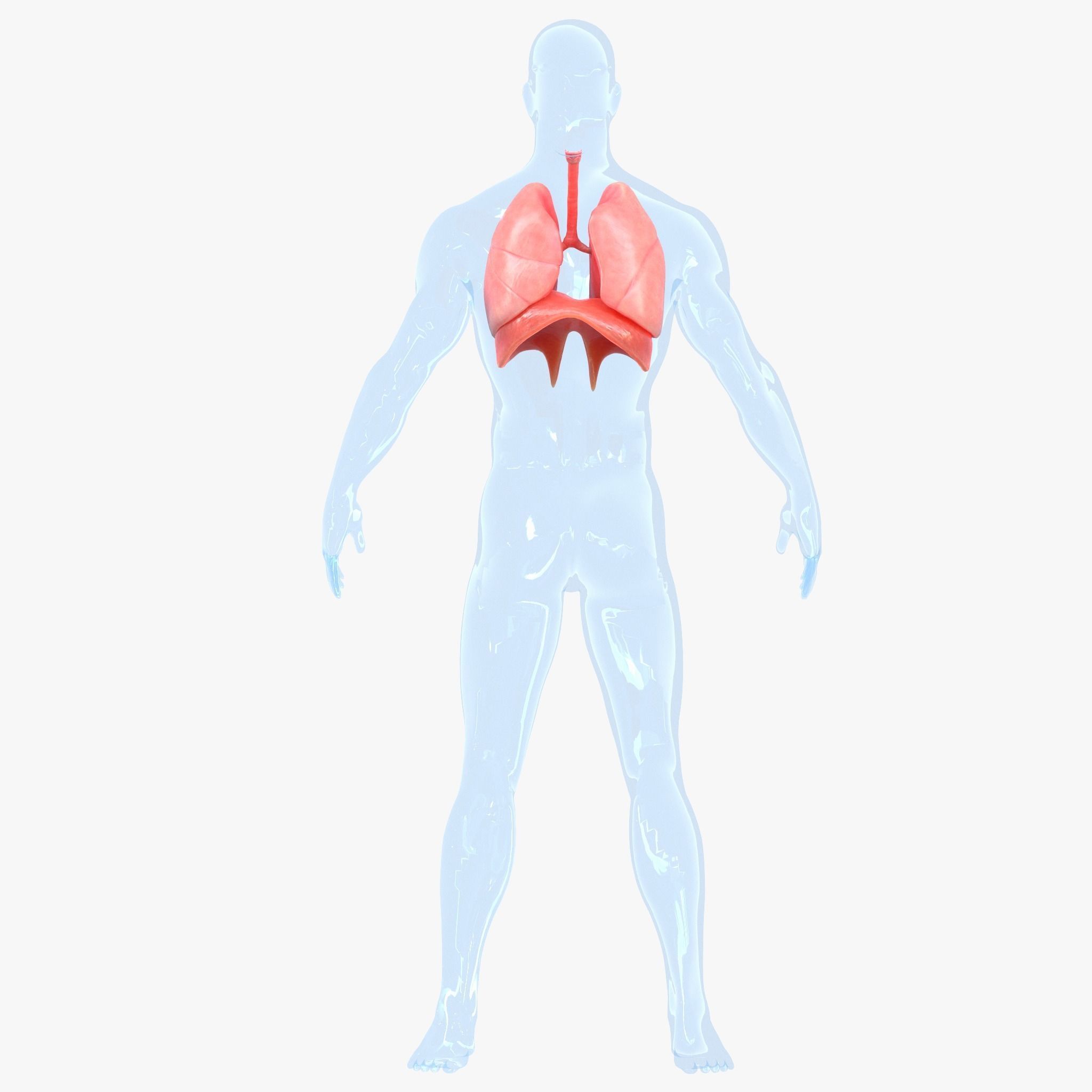 Human Respiratory System Lungs 3D model_5