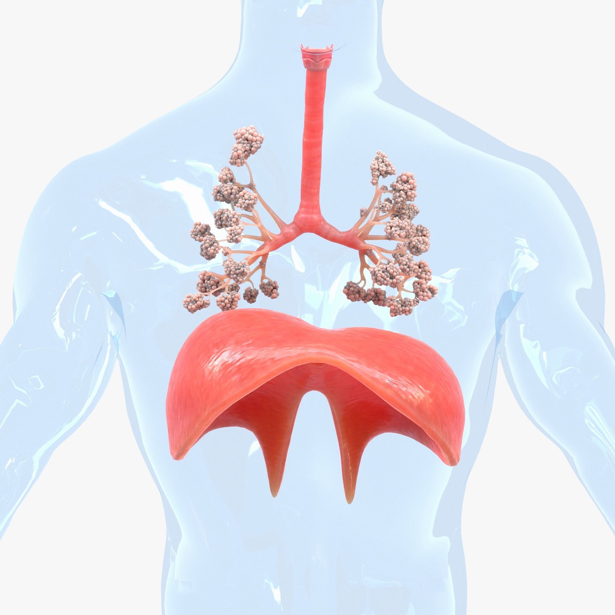Human Respiratory System Lungs 3D model_1