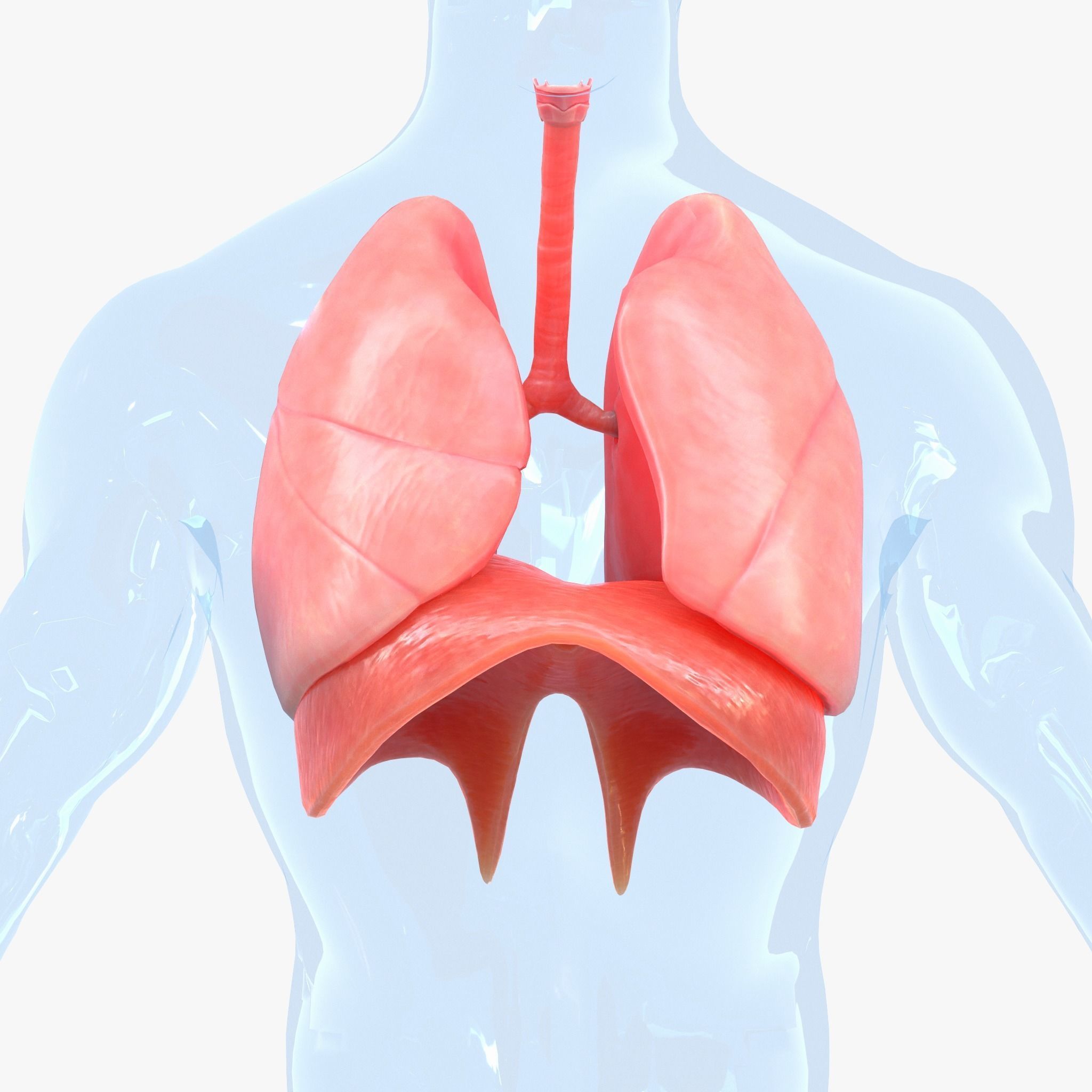 Human Respiratory System Lungs 3D model_2