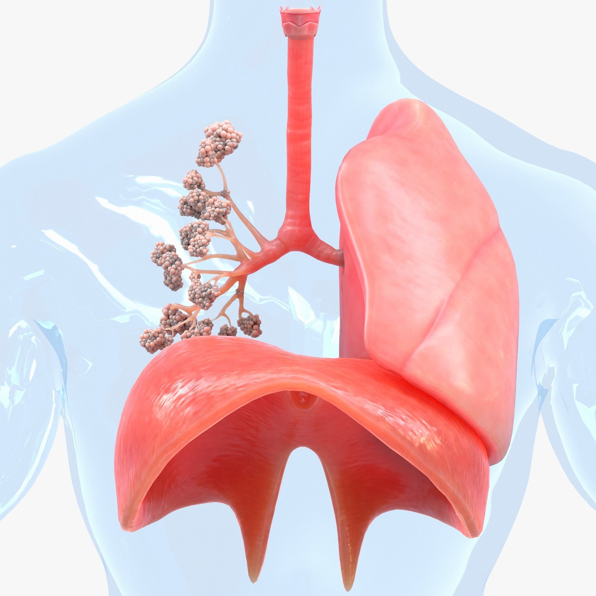 Human Respiratory System Lungs 3D model_8