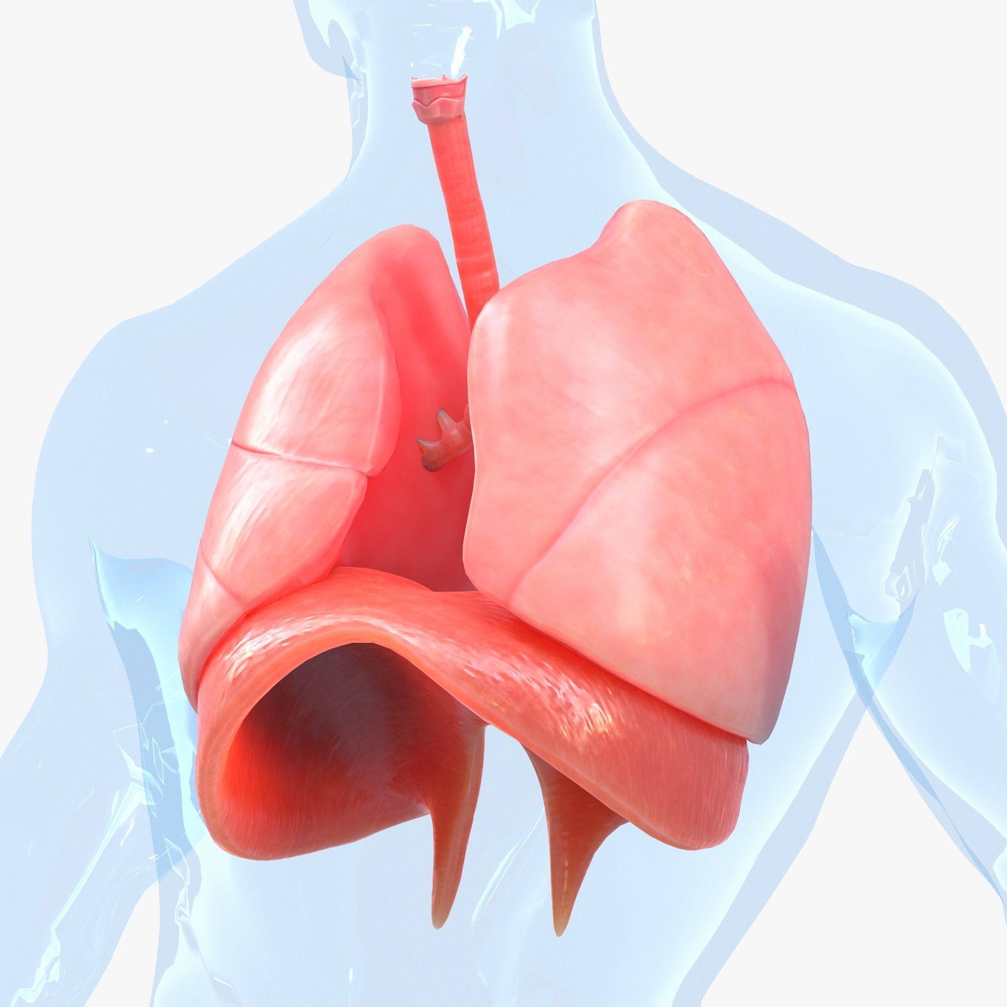 Human Respiratory System Lungs 3D model_3