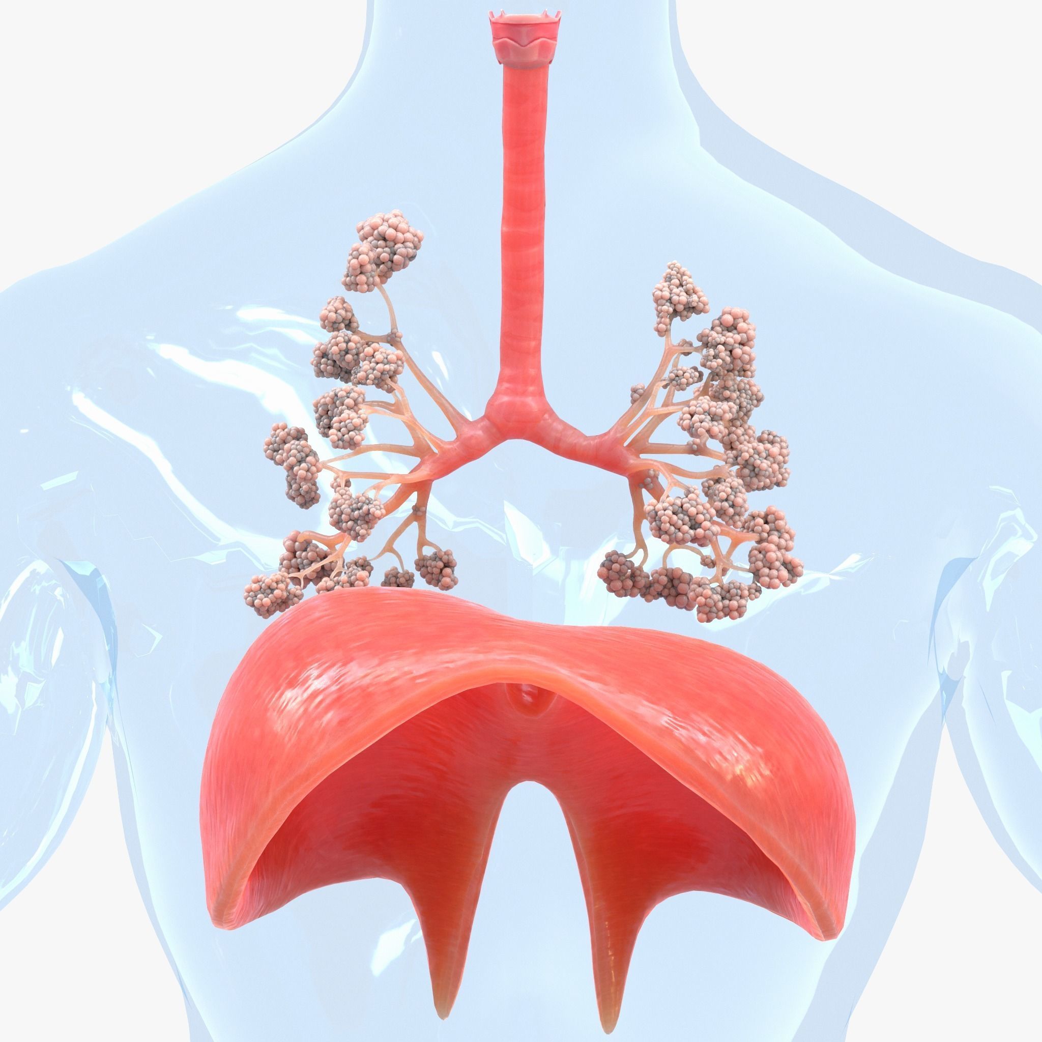 Human Respiratory System Lungs 3D model_9