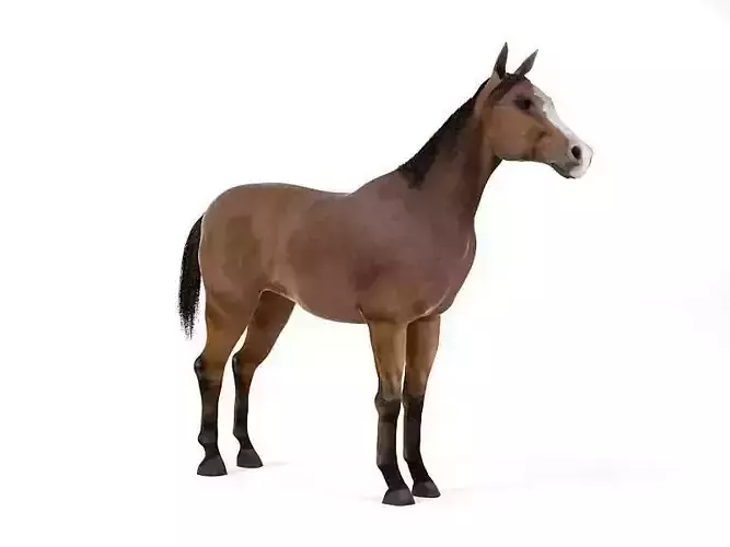 Brown Horse