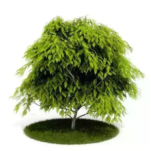 Green Tree  With Big Leaves