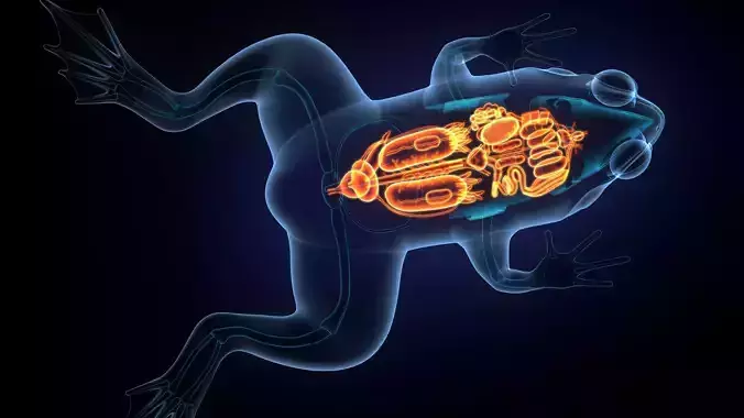 Frog male  anatomt system