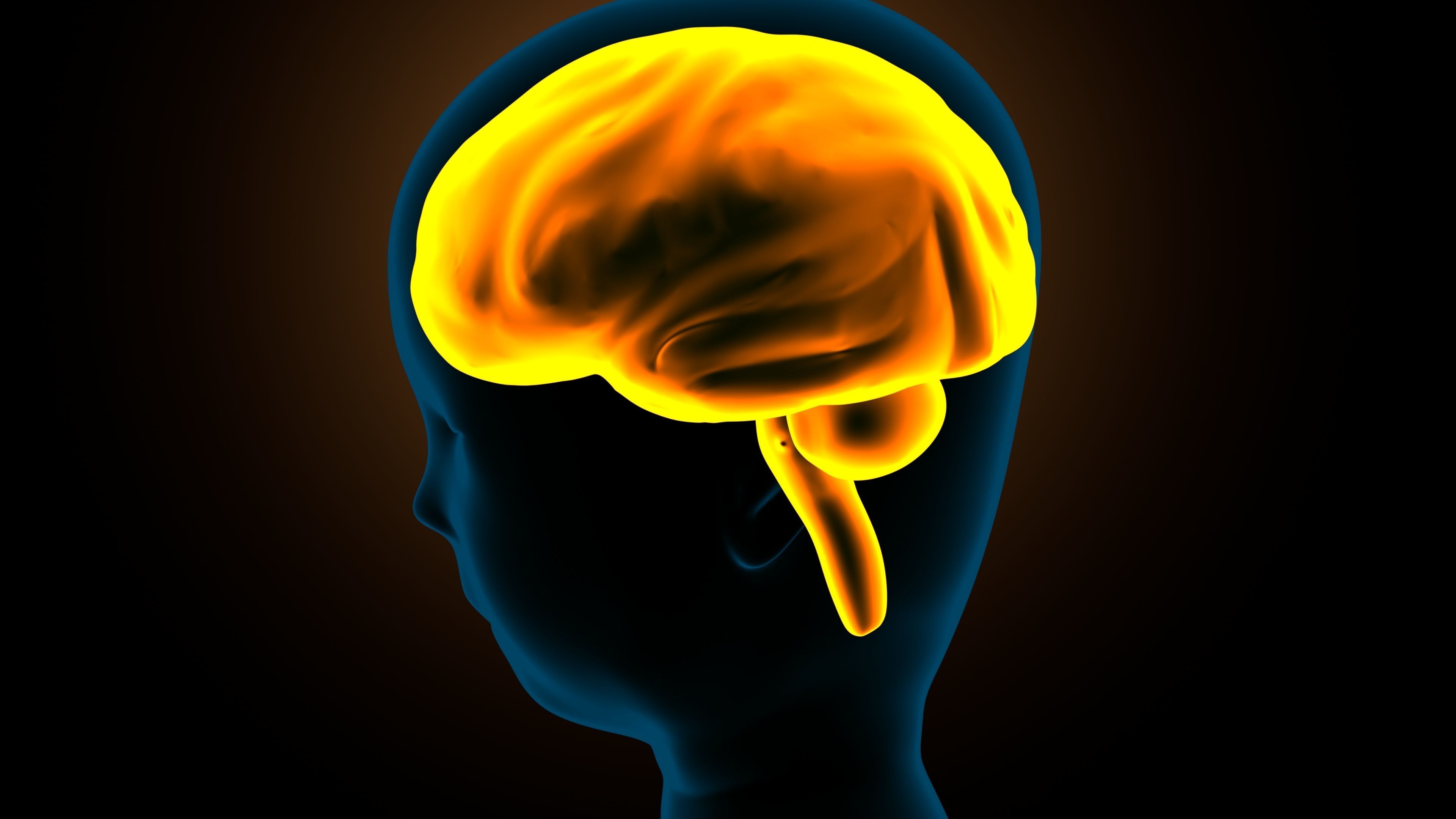 stages of brain development anatomy before birth 3D model_4