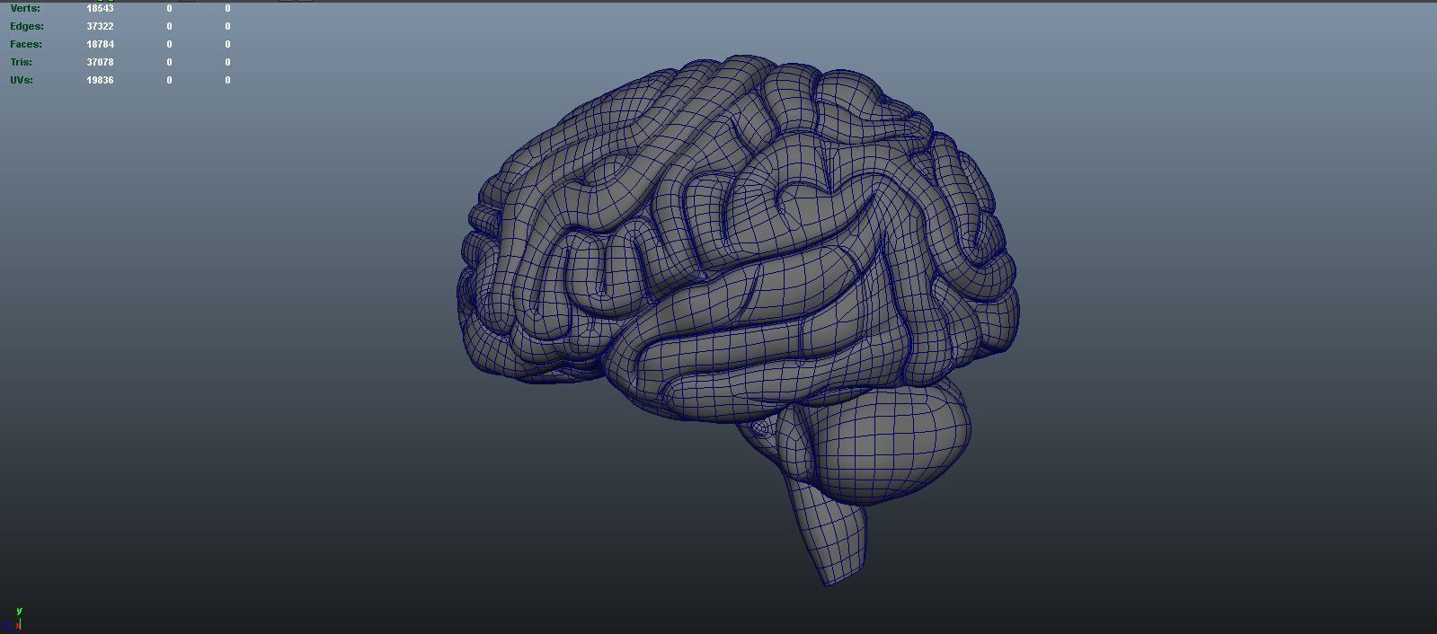 stages of brain development anatomy before birth 3D model_13