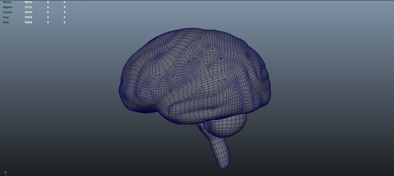 stages of brain development anatomy before birth 3D model_12