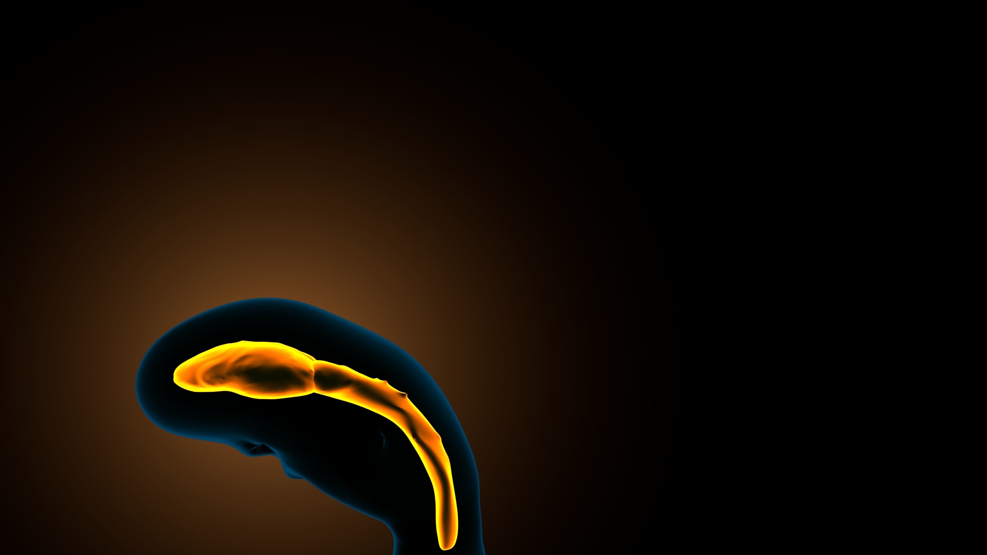 stages of brain development anatomy before birth 3D model_1