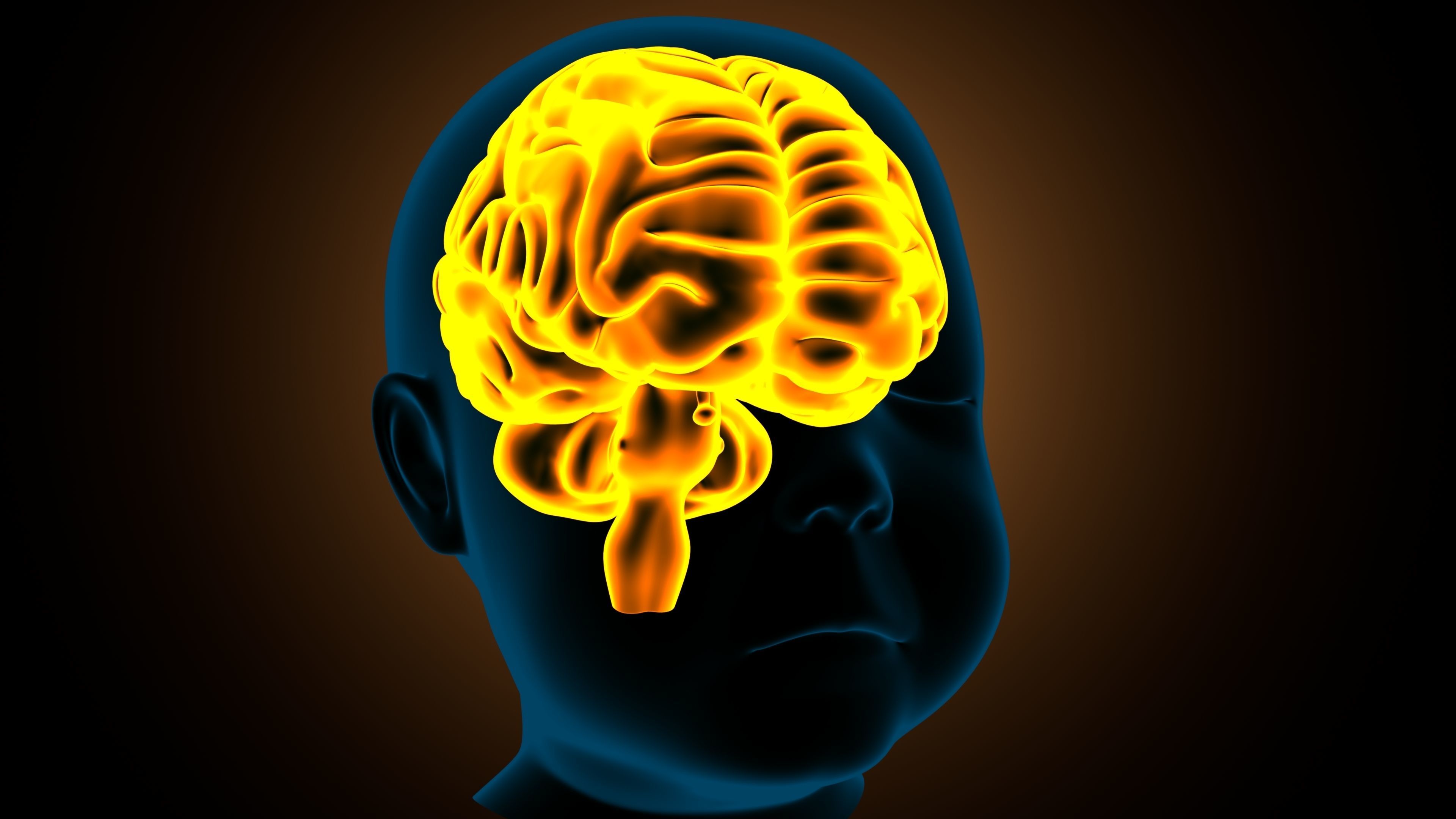 stages of brain development anatomy before birth 3D model_5