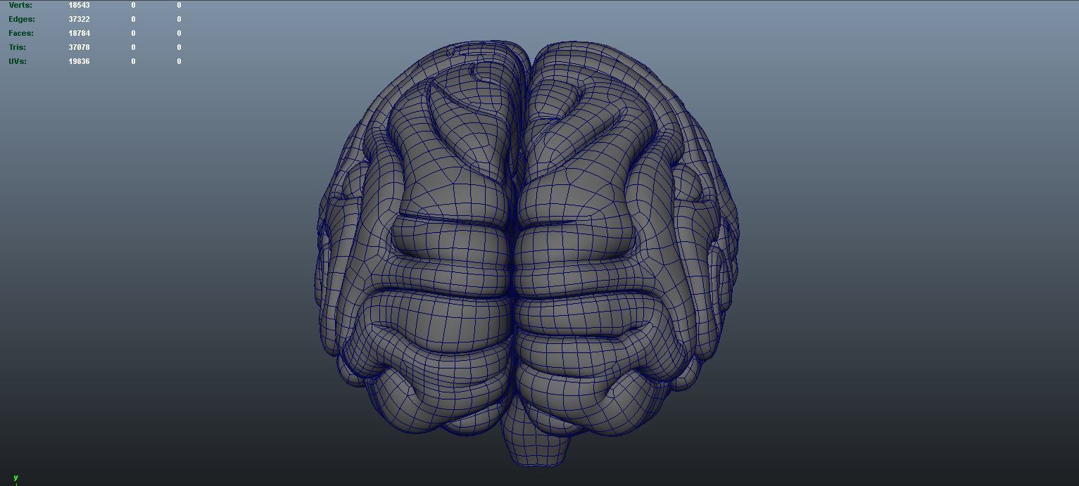 stages of brain development anatomy before birth 3D model_15