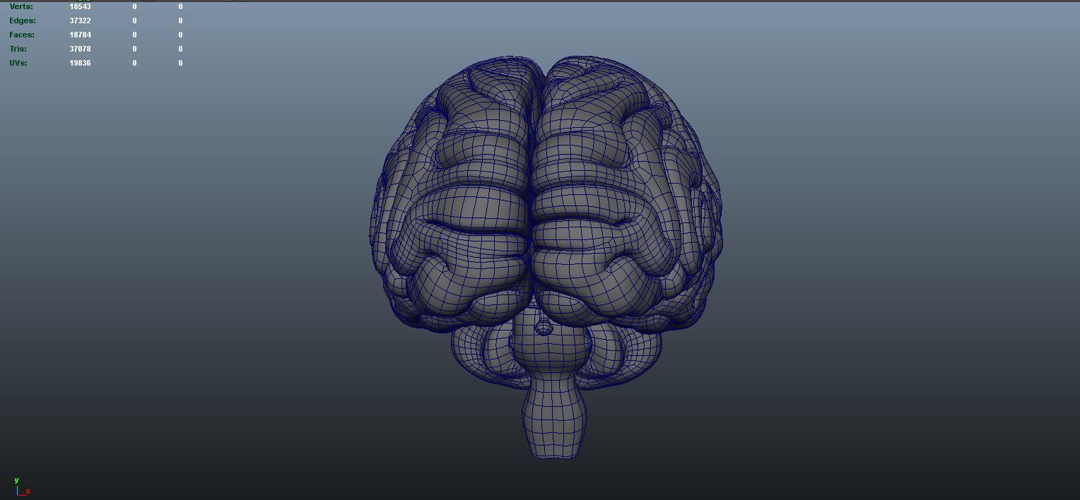 stages of brain development anatomy before birth 3D model_14