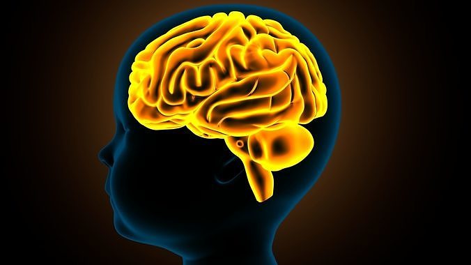 stages of brain development anatomy before birth 3D model