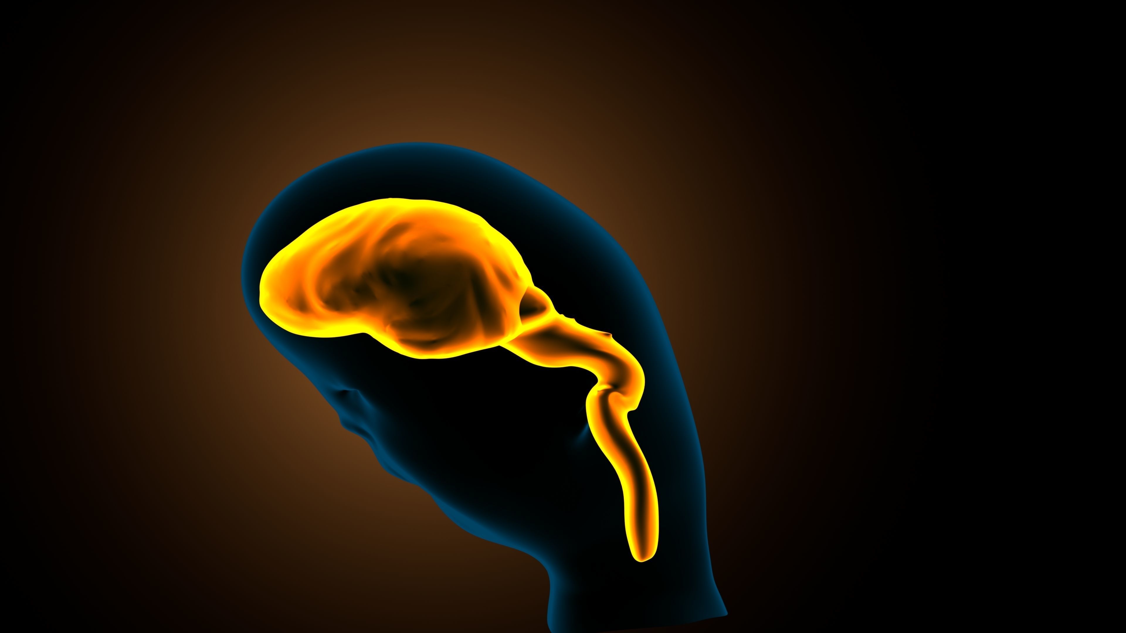 stages of brain development anatomy before birth 3D model_2