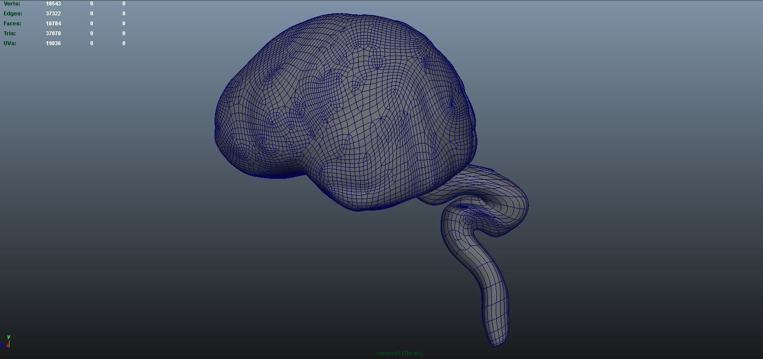 stages of brain development anatomy before birth 3D model_11