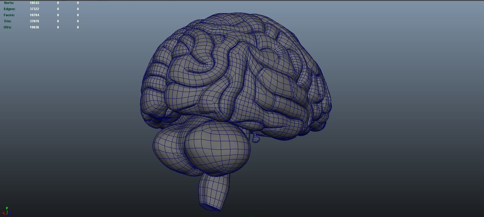 stages of brain development anatomy before birth 3D model_16