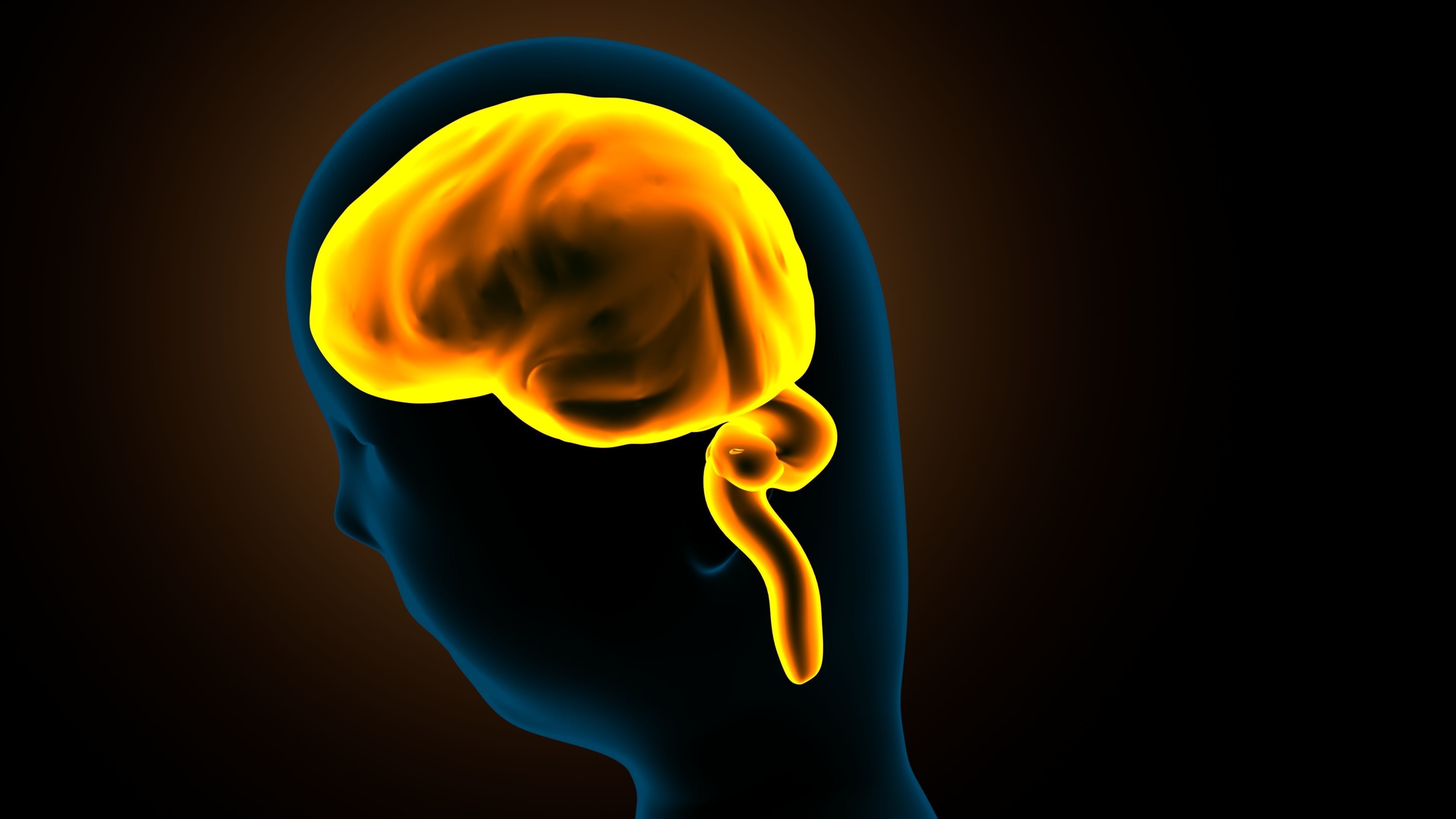 stages of brain development anatomy before birth 3D model_3