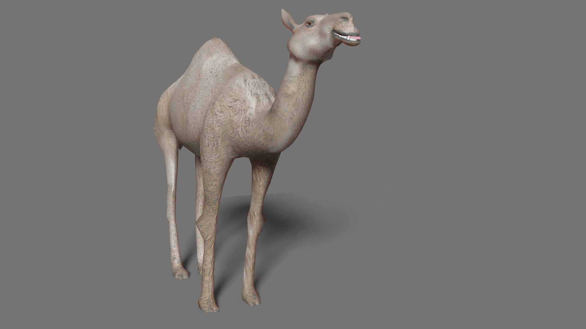 camel Low-poly 3D model_9