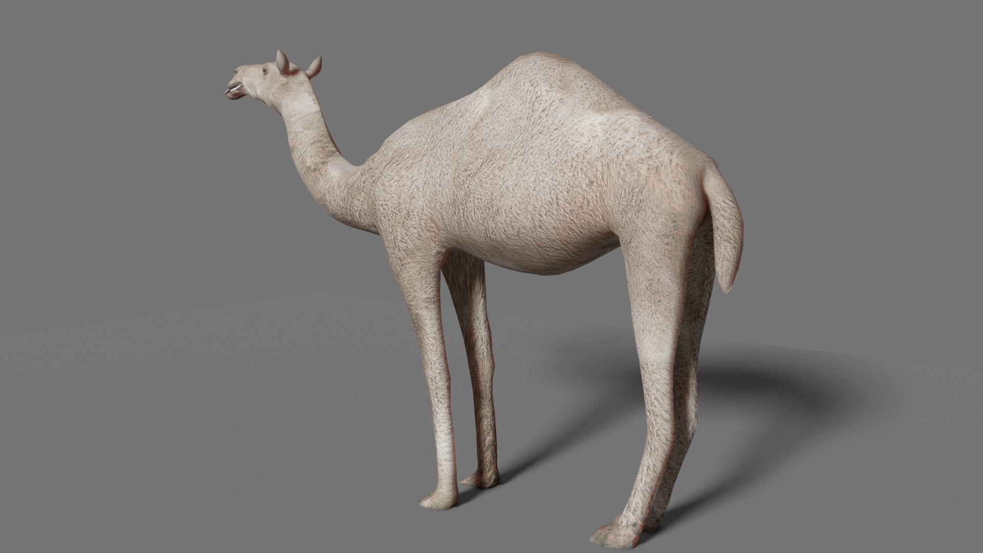 camel Low-poly 3D model_18