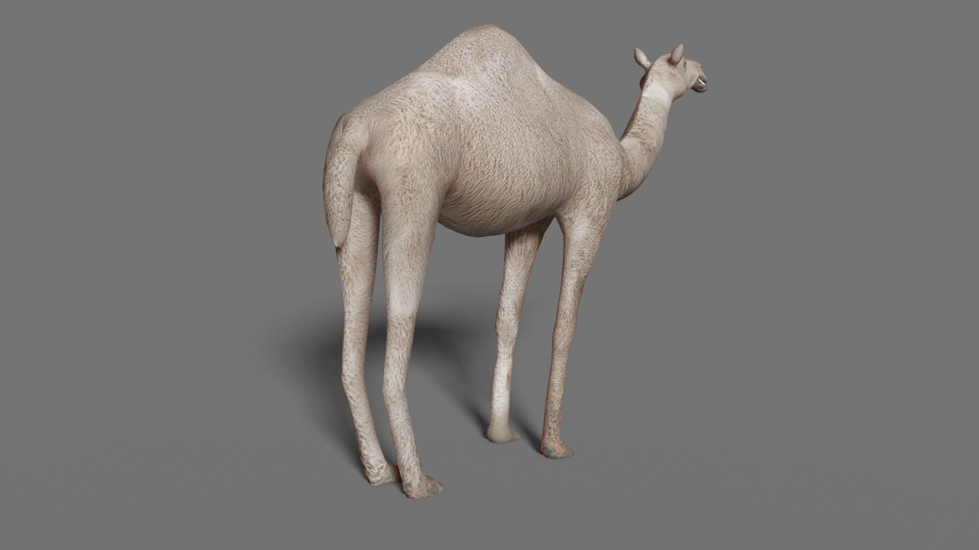 camel Low-poly 3D model_7