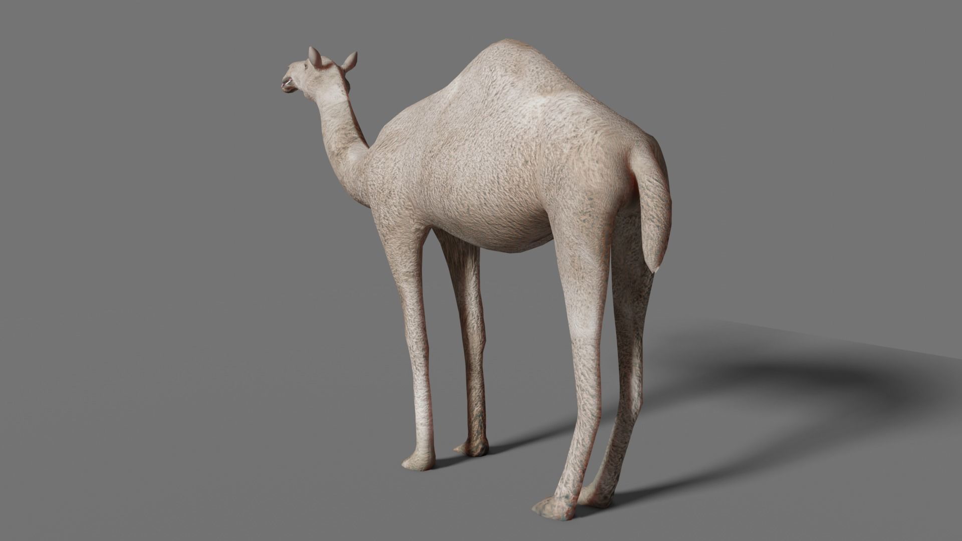camel Low-poly 3D model_16