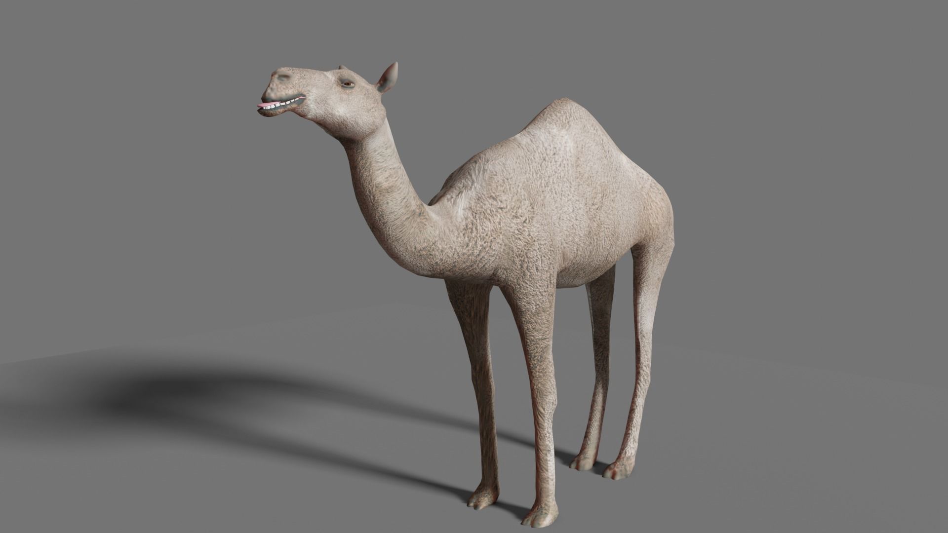 camel Low-poly 3D model_14