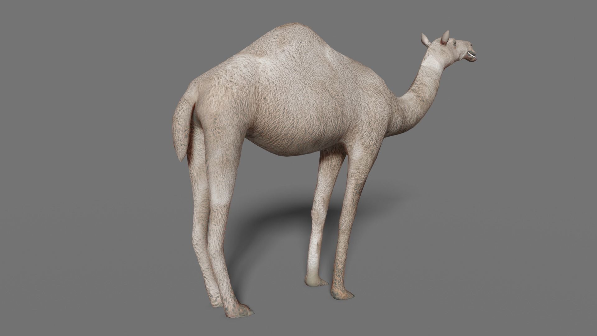 camel Low-poly 3D model_8