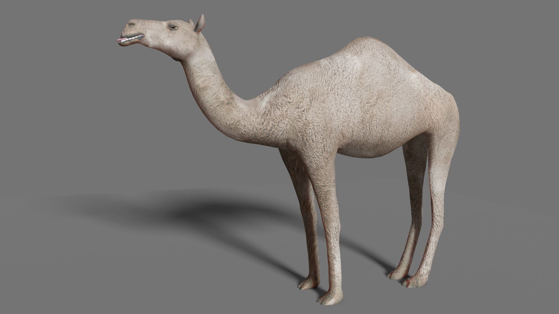 camel Low-poly 3D model_11